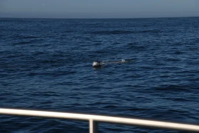 DSC_6619 (Large).JPG